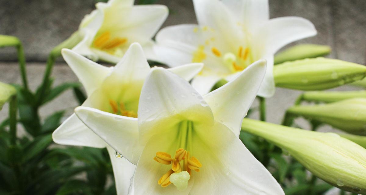 百合花的淋雨习性研究（探究百合花在自然环境中的雨水利用能力）