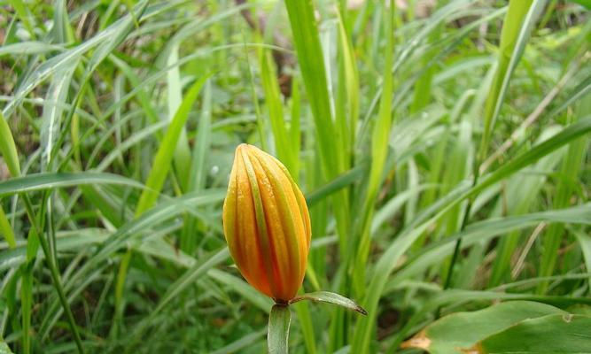 百合花能否吸收甲醛（科学家揭开真相）