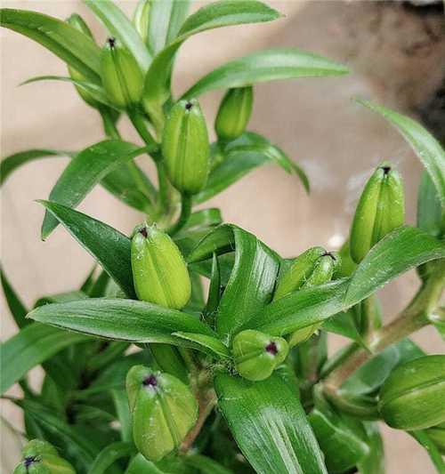 种植百合花的最佳季节与技巧（掌握季节、土壤、光照三大要素）