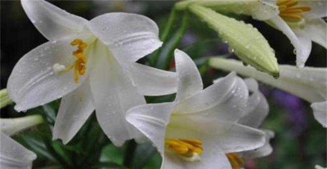 百合花分株时间及技巧（掌握百合分株的窍门）