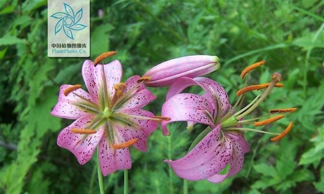 百合花的生长习性探究（草本还是木本）