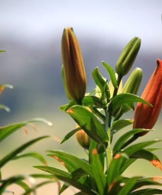 百合花：多年生的美丽之花