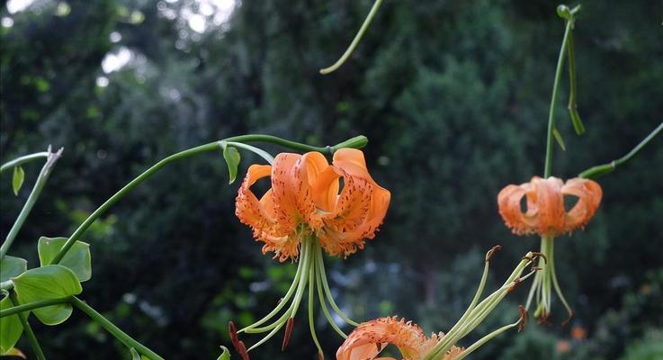 百合花的生长特点及种植技巧（了解百合花的生长周期）