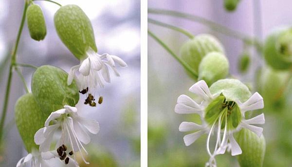 百合花的性别之谜（揭开百合花是否为两性花的真相）