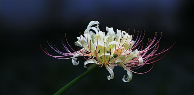 玫瑰石蒜（玫瑰石蒜花语的丰富内涵与神秘传说）