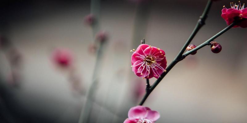 梅花之语（探索梅花的花语）