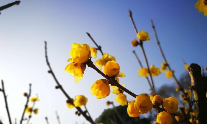 梅花的花语与寓意（传递坚韧与希望的美丽花卉）