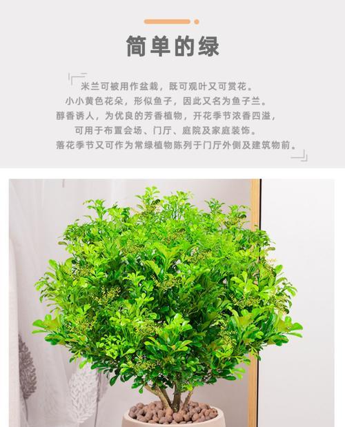 米兰花的花语代表什么（探寻米兰花背后的含义）