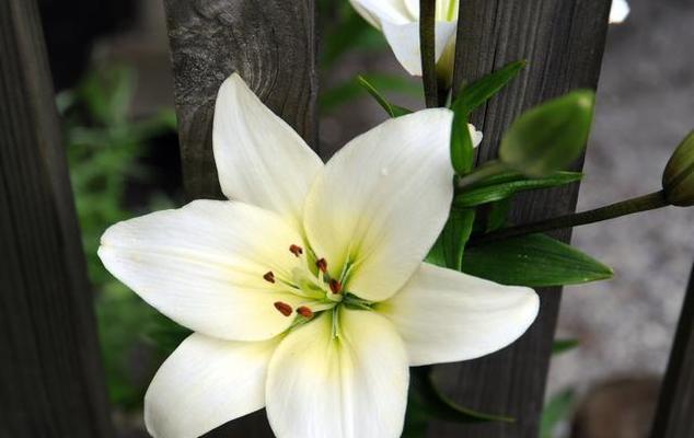 百合花之谜（揭秘百合花花瓣数量的遗传规律与生长环境影响）