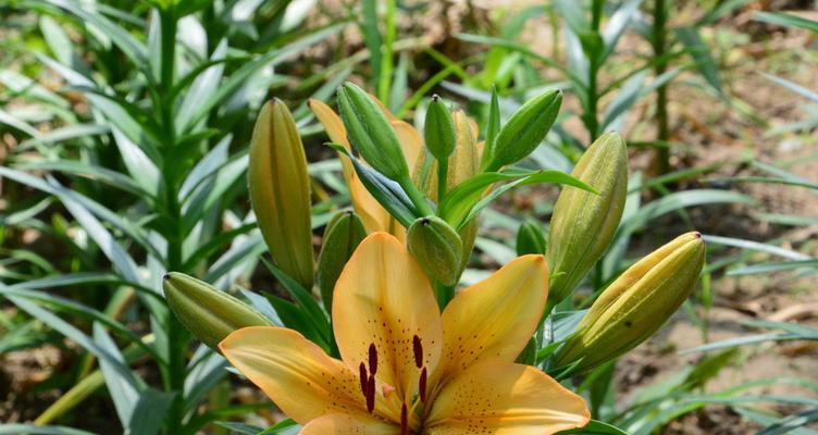 探秘百合花的多彩世界（百合花的颜色与含义）