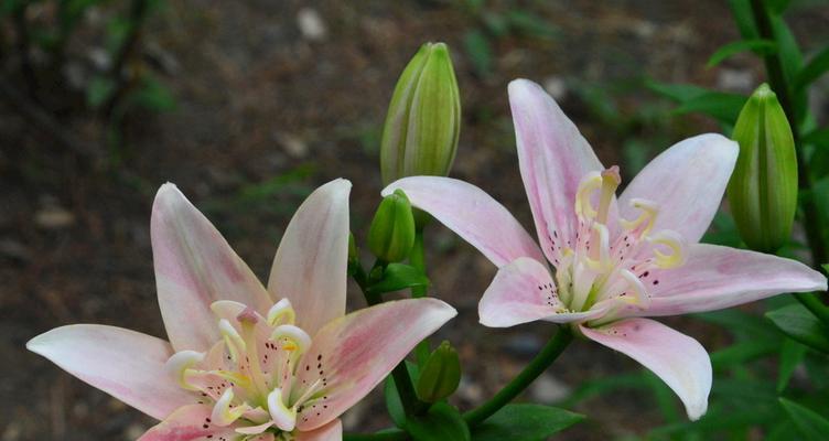 探秘百合花的多彩世界（百合花的颜色与含义）