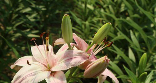 探秘百合花的主色调（从纯白到醇黄）