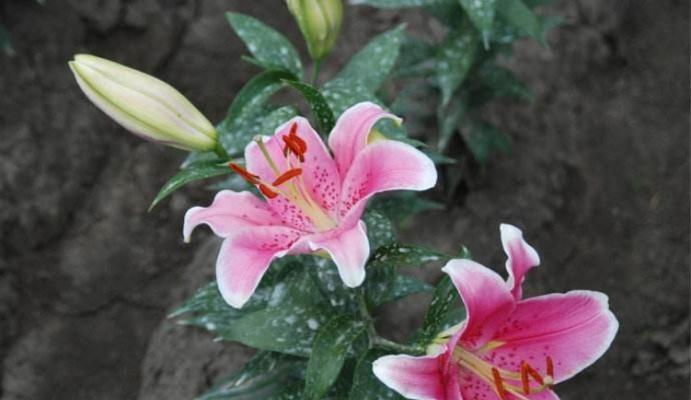 百合花是否有种子（探讨百合花的繁殖方式及种子特征）