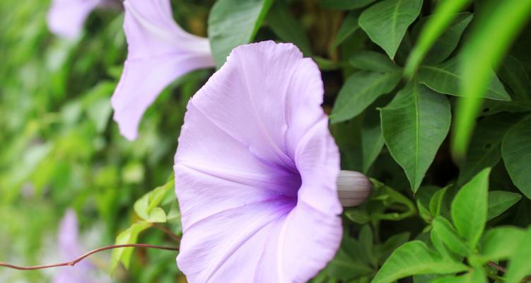 牵牛花的花语——深情表白的代表（用牵牛花向心上人表达爱意）