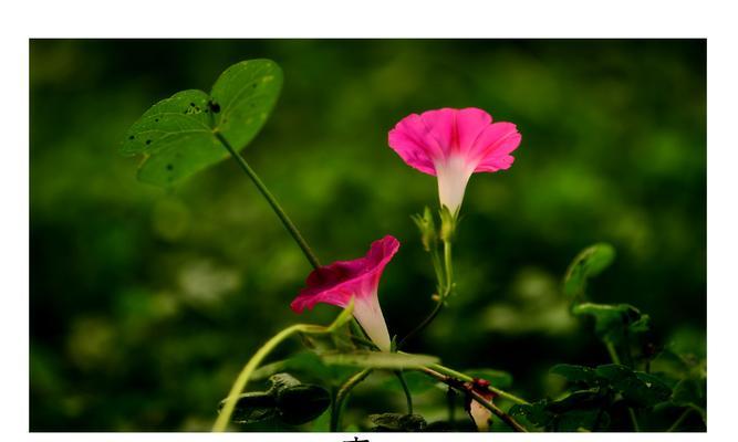 牵牛花的寓意与象征（探寻牵牛花的内涵和美丽）