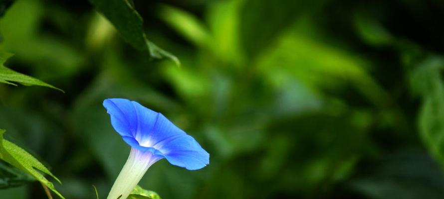 牵牛花（揭示了牵牛花在文学艺术中的重要意义）