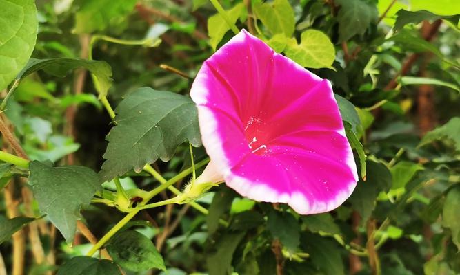 牵牛花（探寻牵牛花的历史渊源与文化象征）