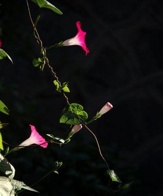 牵牛花（探寻牵牛花的历史渊源与文化象征）