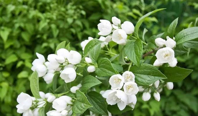 芹叶牡丹——生命的坚韧与美丽（探寻芹叶牡丹的花语与魅力）