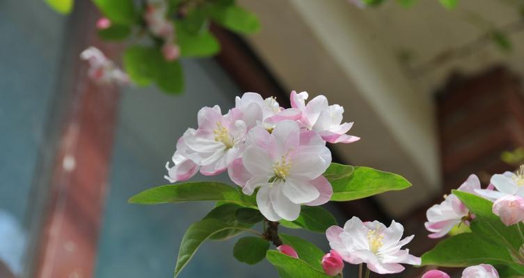 日本海棠花的花语与传说（探寻日本海棠花的神秘与美丽）