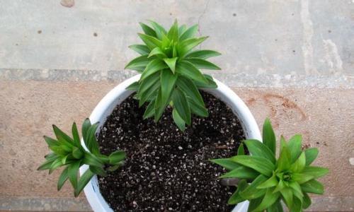 如何种植百合花种子（百合花种子的选购与种植技巧）