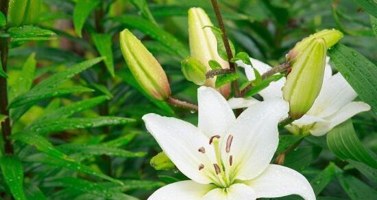 百合开花季节详解（探究百合开花月份及生长环境）