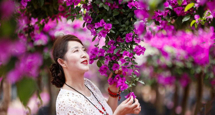 三角梅花的寓意与象征（探寻三角梅花的情感和美丽）