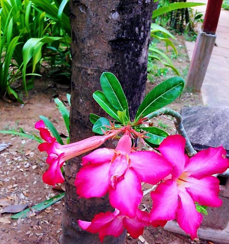 沙漠玫瑰花语（探寻沙漠玫瑰的花语与美丽）