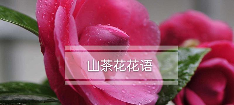 花的美丽语言（探寻花的秘密之美）