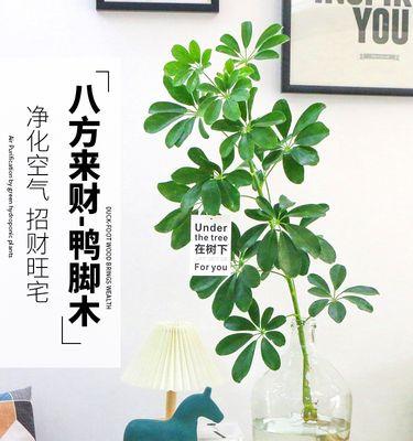 室内植物花（绿叶红花）