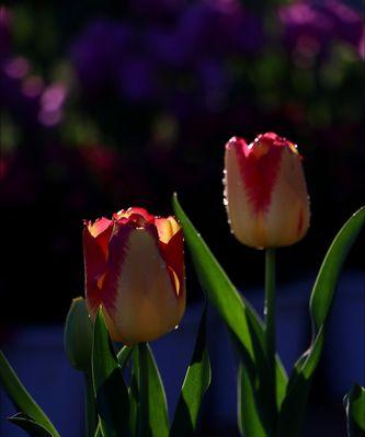 双色郁金香花语（用花语解读双色郁金香的情感和意义）