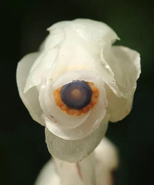 水晶兰花语之美——唤醒内心的宁静与纯净（探寻水晶兰花语的深层含义与美好祝福）