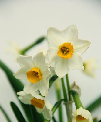 水仙花的花语与寓意（探寻水仙花所传递的五种含义）