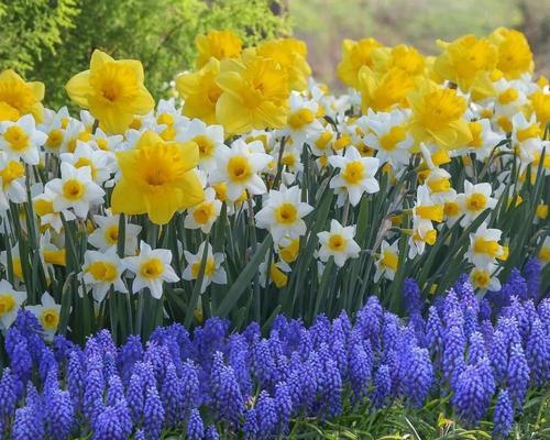 水仙花在日本的花语（探索水仙花的意义与传统在日本的延续）