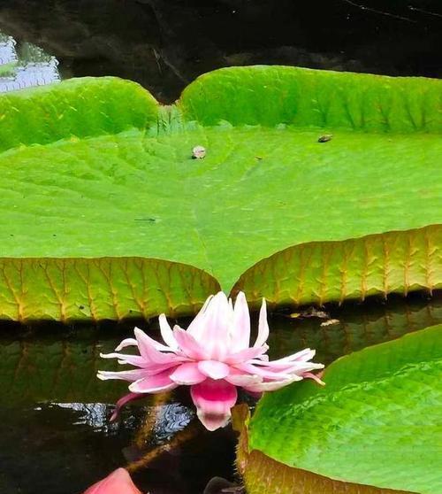 睡莲科代表植物的奇妙之美（揭开睡莲科代表植物的神秘面纱）