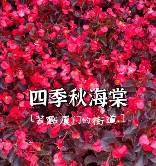 四季海棠花花语（四季海棠花的美丽与寓意）