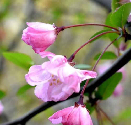 四季海棠花语（生命力永恒的希望）