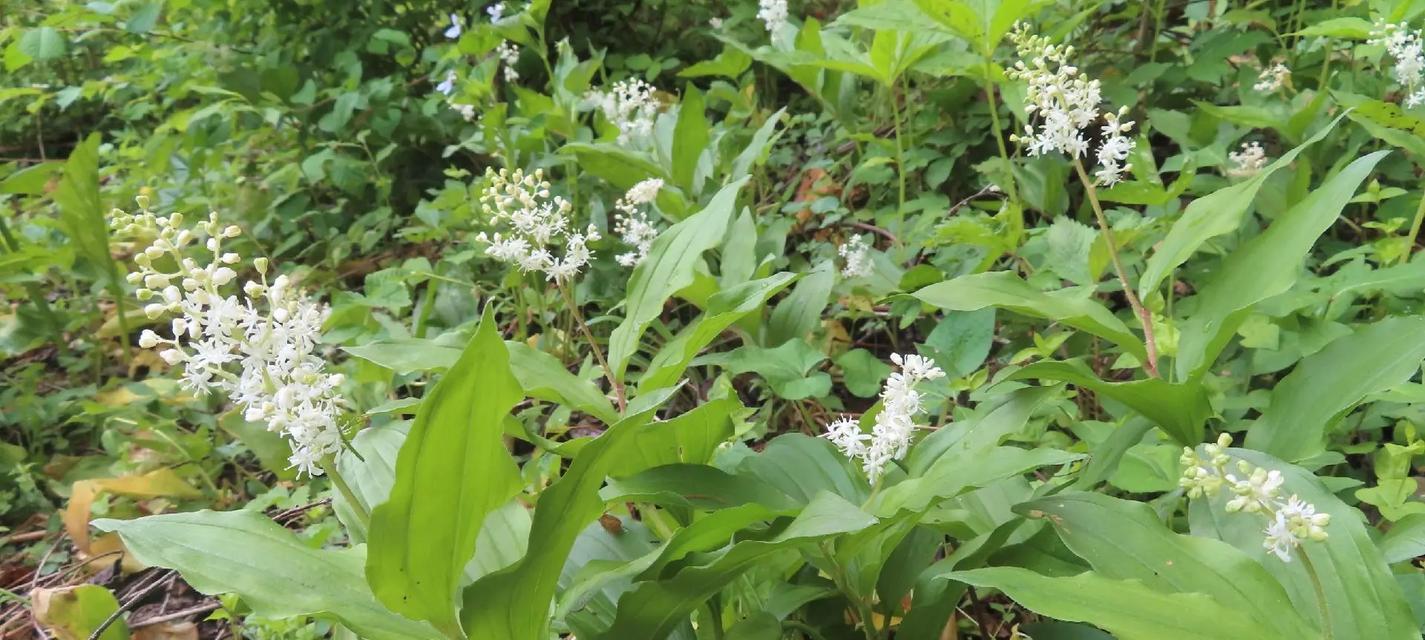 如何选择适合百合种植的地方（种植百合需要考虑哪些因素）