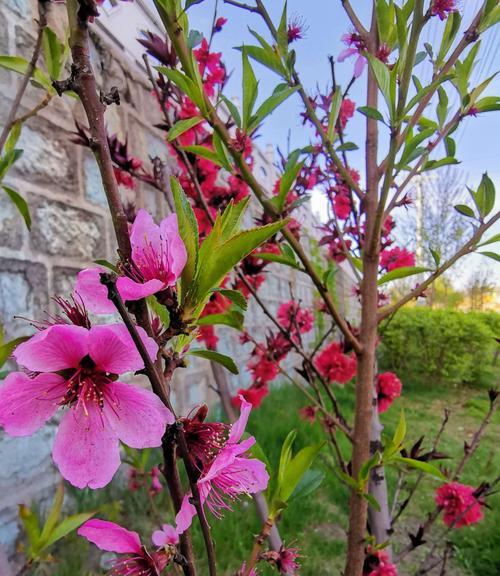 桃花的花语与寓意（桃花的五彩斑斓之美）