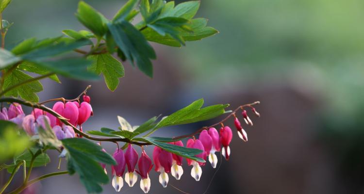 兔儿牡丹花语——芳香传递爱意（唤醒心灵的花海）