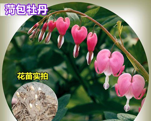 兔儿牡丹花语——芳香传递爱意（唤醒心灵的花海）