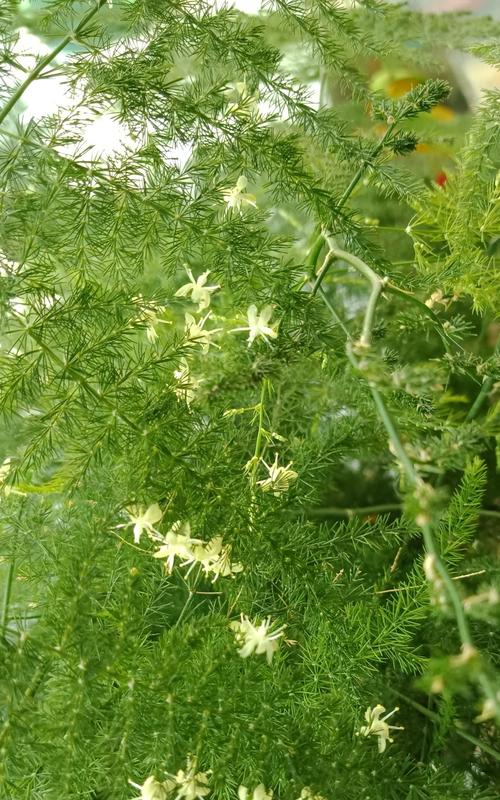 文竹开花的寓意与意义（探寻文竹开花的奥秘及其象征意义）