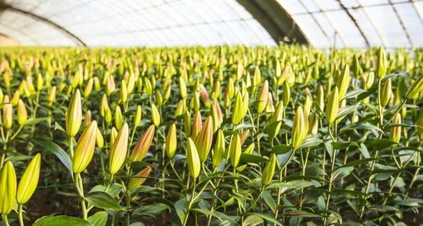 如何成功种植健康的百合花（掌握百合种植的条件和方法要点）