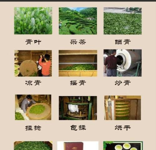 百万小玲的种植攻略（了解百万小玲的播种时间和种植方法）