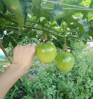 百香果成熟季节（了解百香果的成熟时期）