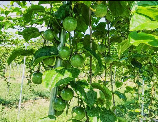 百香果几年结果实的探究（种植百香果需要的关键因素与技巧）