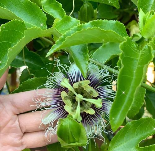 百香果可盆栽吗（在家种植百香果的技巧和注意事项）