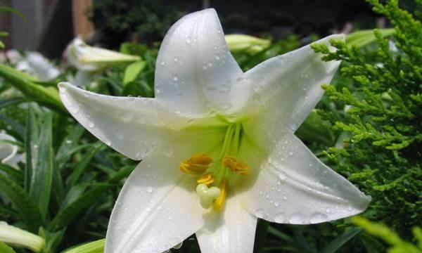 白百合花的象征意义与美（探寻白百合花的隐藏寓意与美丽之处）