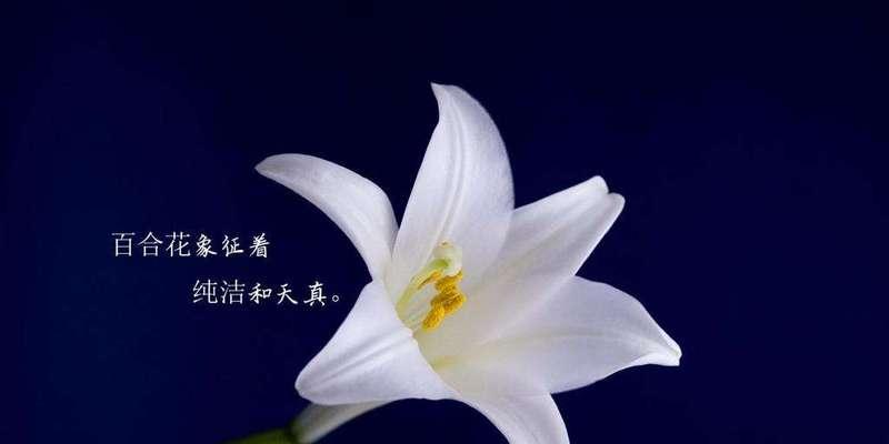 白百合花语与美好情感（探寻花语的深意）