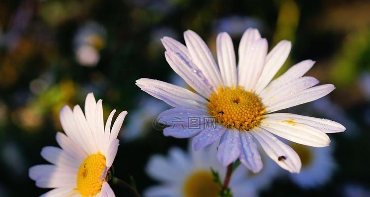 白雏菊花语与寓意（探秘白雏菊的花语及其象征意义）